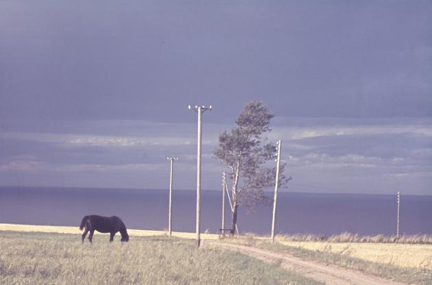 Ældre foto af hest på mark