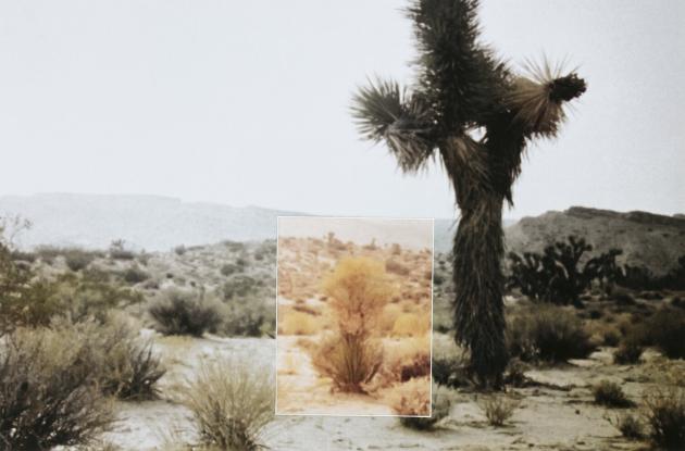 Billedet "Mutations (Bushes, Nevada), 1969"